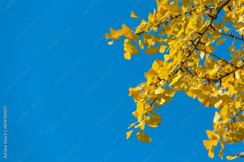 Closeup shot of the apricot leaves against a blue sky Closeup shot of the apricot leaves against a blue sky