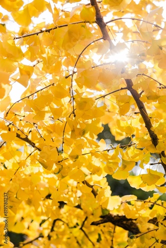 Vertical selective focus  closeup of yellow autumn leaves on a tree, cool for fall background