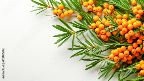 Sea Buckthorn Berry and Leaf on White