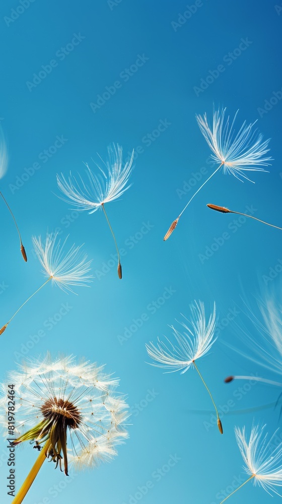 Obraz premium Dandelion blowing seeds and sky