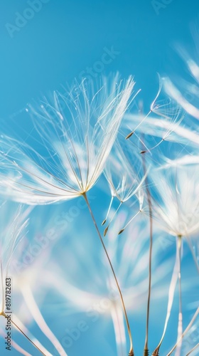 Dandelion blowing seeds and sky