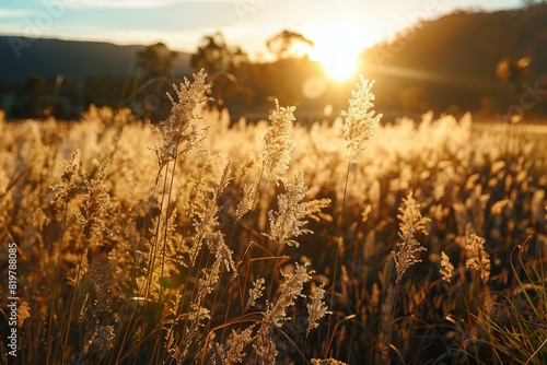 Sunrise field with grass in background  high quality  high resolution