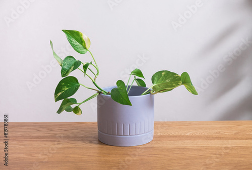 Pothos plant in a gray pot on a wooden table photo