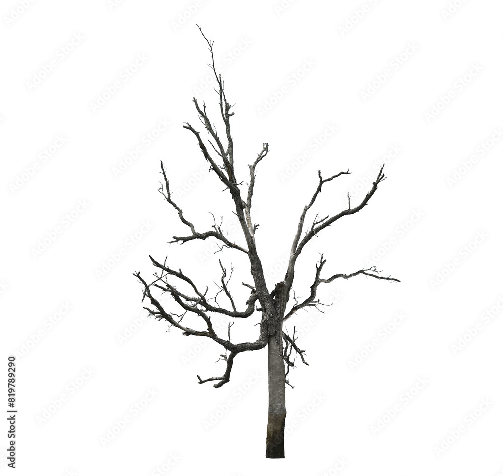 Dead tree isolated on a white background, clipping path on transparent. Dead tree isolated on a white background, clipping path on transparent.