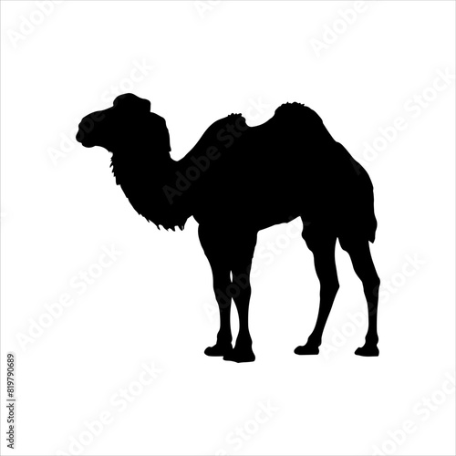 Baby bactrian camel silhouette isolated on white background. Baby camel icon vector illustration design.
