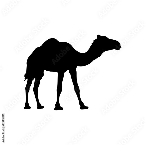 Baby camel silhouette isolated on white background. Baby camel icon vector illustration design.