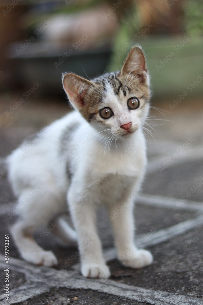 White and gray kitten sits on a patio, gazing intently with its bright brown eyes White and gray kitten sits on a patio, gazing intently with its bright brown eyes