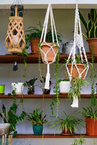 a shelf full of plants on wooden shelves next to a window