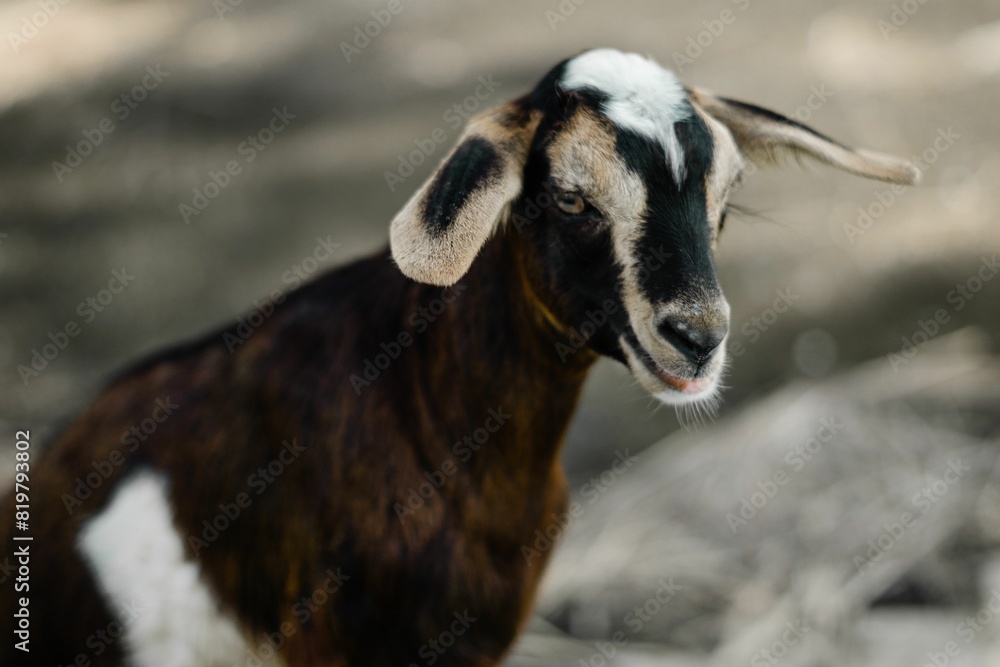 Majestic goat stands atop a rocky terrain covered in fresh snow Majestic goat stands atop a rocky terrain covered in fresh snow