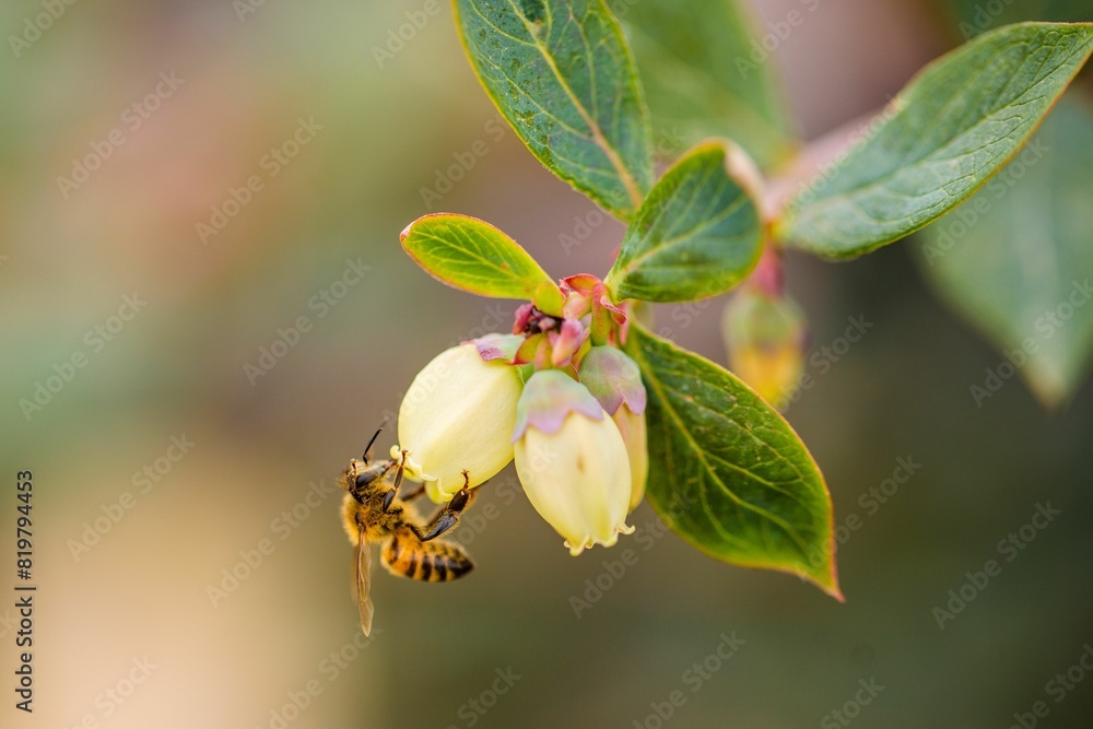 Selective focus shot of a bee diving into a flower bud to pollinate it Selective focus shot of a bee diving into a flower bud to pollinate it