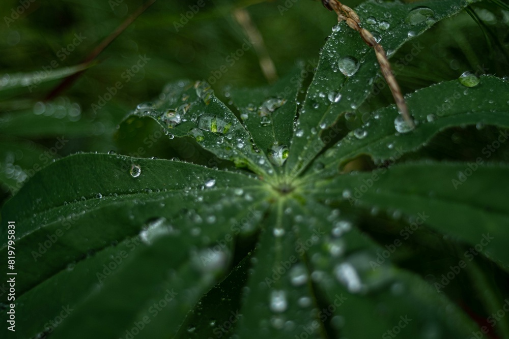 Close-up shot of lupin leaf with rain droplets forming on it, taken during a rain shower Close-up shot of lupin leaf with rain droplets forming on it, taken during a rain shower