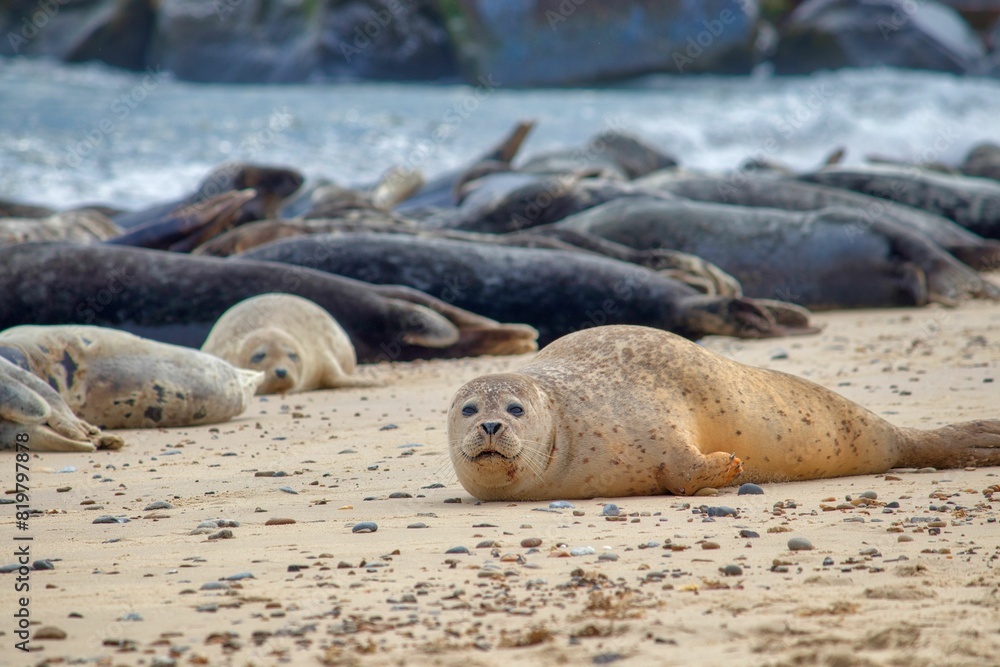 Fototapeta premium Group of seals basking in the sun on a sandy beach, overlooking the blue ocean in the background