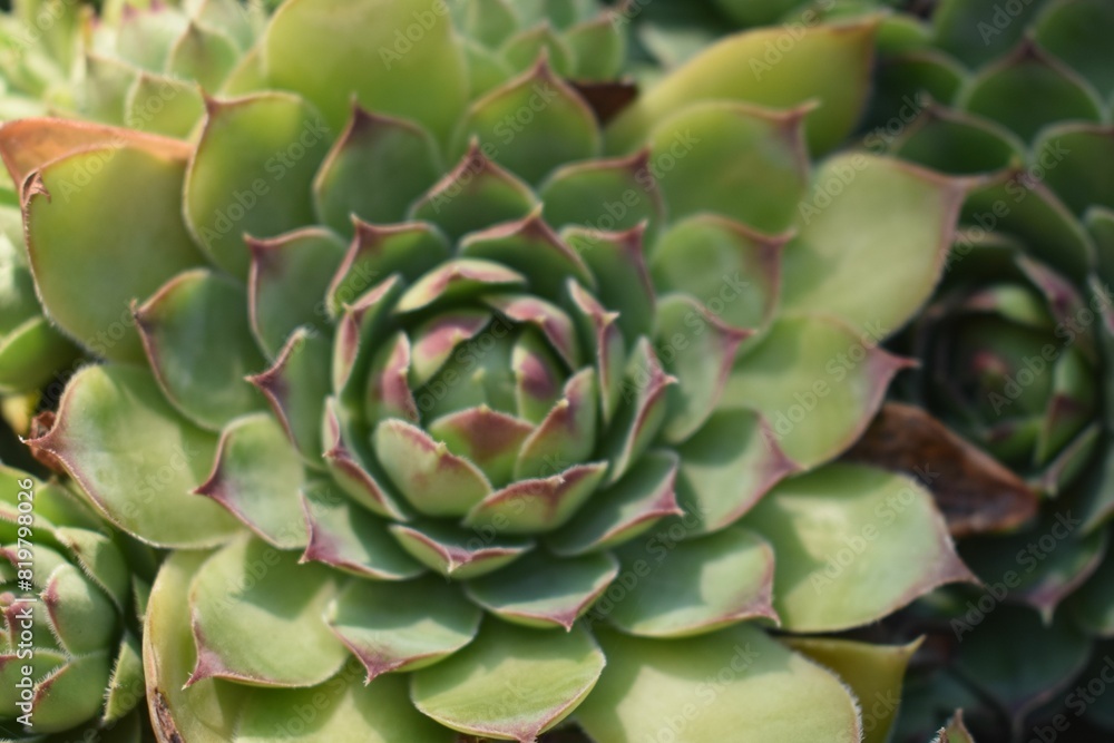 Hens and Chicks plant Hens and Chicks plant