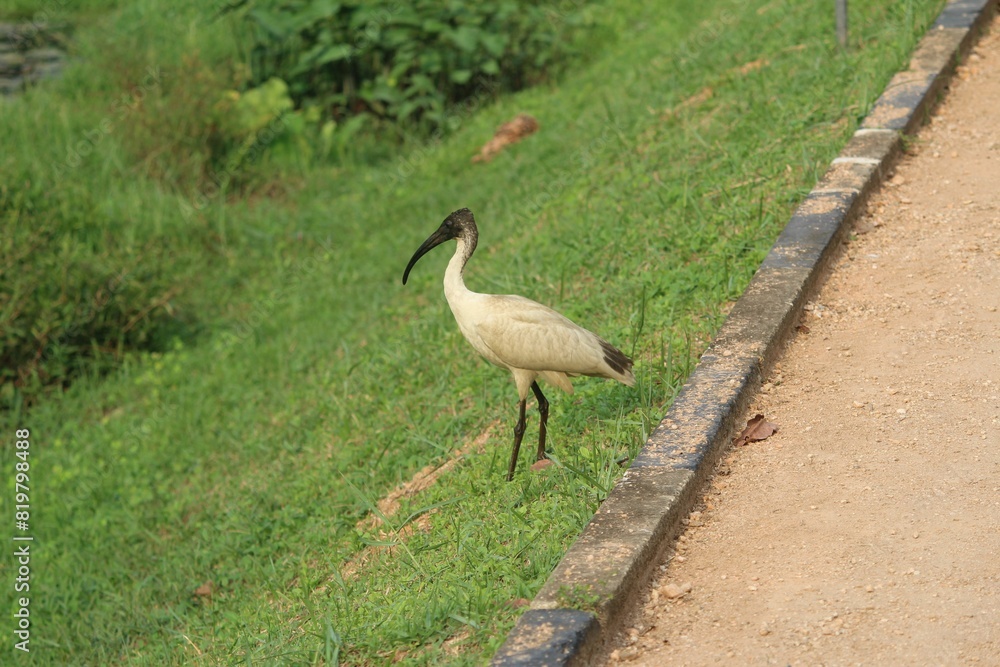 Fototapeta premium Black-Headed Ibis at Bellanwila Park, Sri Lanka