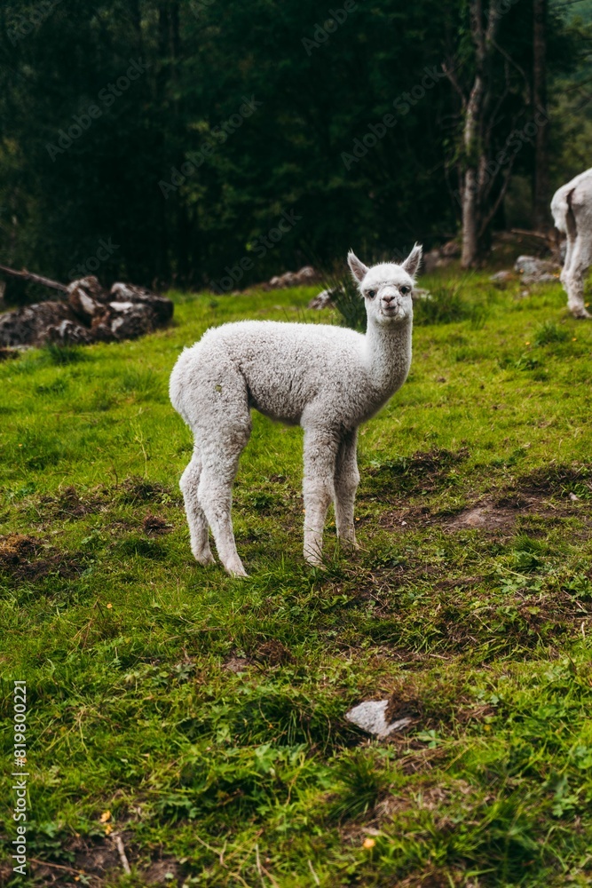 White adorable baby alpaca standing in a lush green field White adorable baby alpaca standing in a lush green field