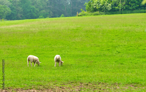 Two sheep grazing in a grassy field