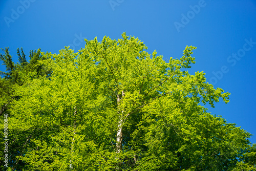 beeach tree in the upper austrian national park kalkalpen photo