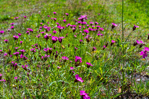 Dianthus sylvestris, the wood pink on a meadow in the upper austrian national park kalkalpen