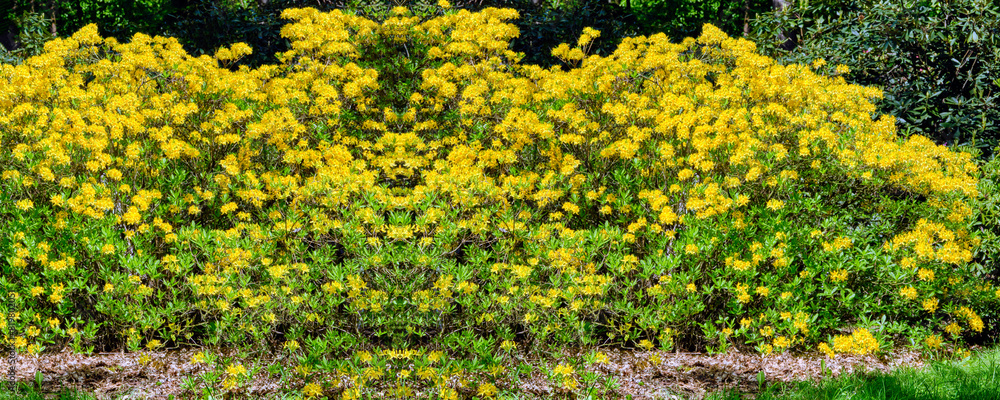 Obraz premium yellow azalea
