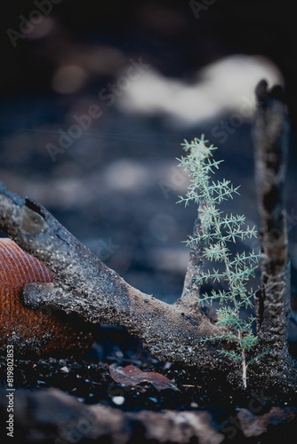 Close-up shot of a wild asparagus, Asparagus acutifolius. photo