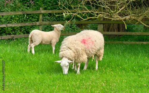 Mother sheep and lamb grazing
