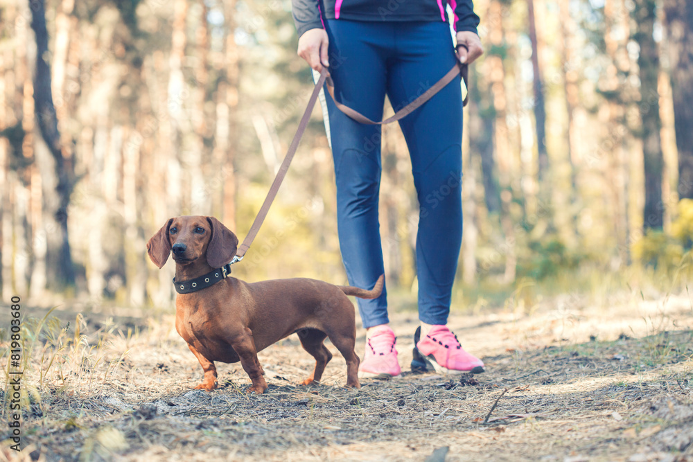 red Dachshund dog walking with his owner in a pine forest red Dachshund dog walking with his owner in a pine forest
