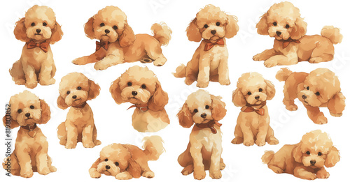 Poodle watercolor illustration clipart.