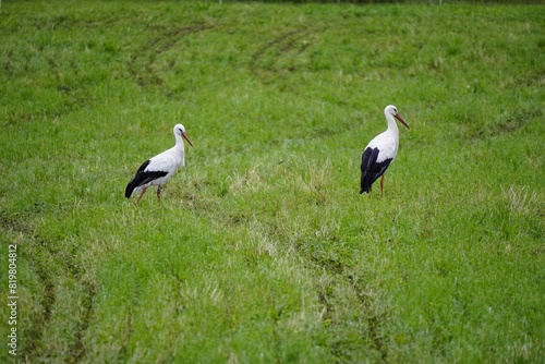 фотографія Two white storks walking in a lush green field