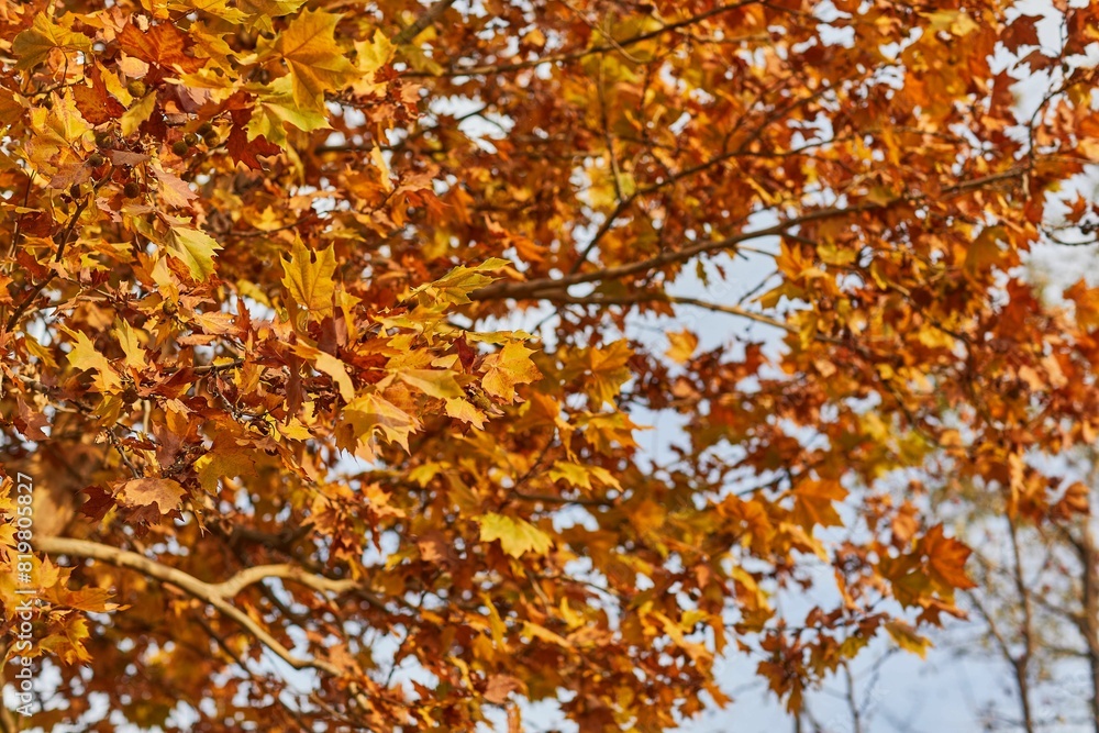 Stunning nature scene featuring vibrant orange maple foliage. Stunning nature scene featuring vibrant orange maple foliage.