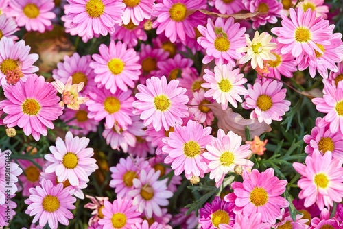 Fototapeta Closeup of pink marguerites, beautiful daisies.