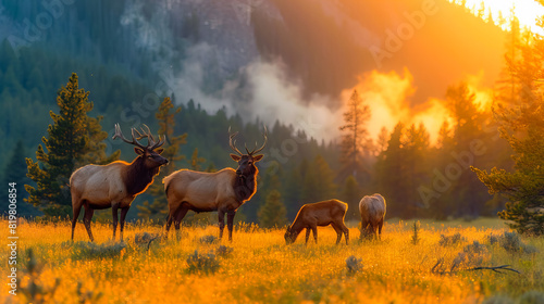 Deer Herd in the Heart of Yellowstone © EwaStudio