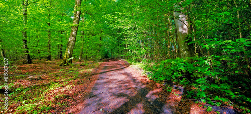 Environment, forest and hiking path with trees in summer for conservation or sustainability of ecosystem. Earth, jungle and landscape with trail in rainforest or woods for adventure and exploration photo