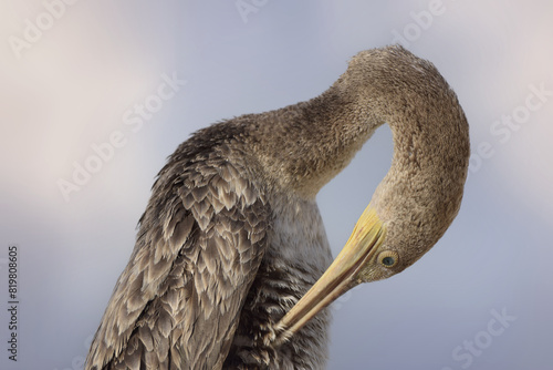 close up portrait of a cormorant
