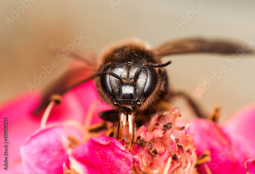 Macro close up of honey bee on rose flower.