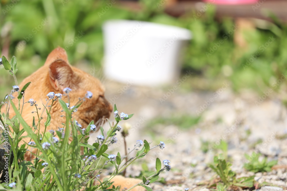 Obraz premium 日向ぼっこする猫