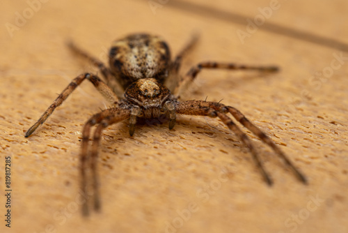 huntsman spider close-up, eyes of a brown spider. Philodromidae, also known as philodromid crab spiders. Eating its pray a fly © MD Media