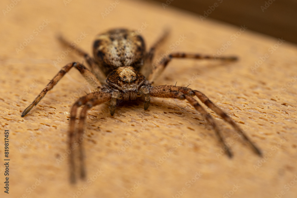 huntsman spider close-up, eyes of a brown spider. Philodromidae, also known as philodromid crab spiders. Eating its pray a fly huntsman spider close-up, eyes of a brown spider. Philodromidae, also known as philodromid crab spiders. Eating its pray a fly