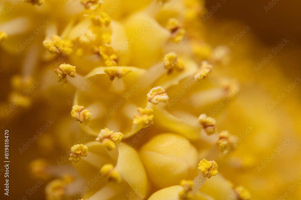 Fototapeta premium The flowers of palm trees grow on an inflorescence. flowering stem, a special branch which carries a great number of tiny flowers