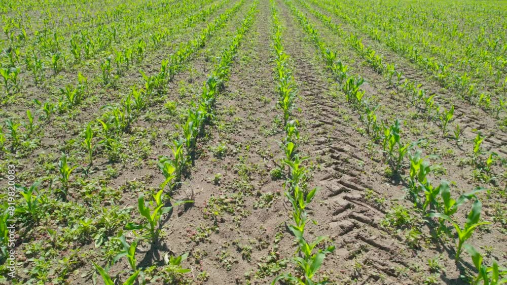 Aerial View Growing Young Green Corn. Corn Seedlings Are Growing in Rows on Agricultural Field. Vibrant Green Young Corn Plants Seedlings on Dark Brown Fertile Soil. Agriculture Eco Farm Enterprise. Aerial View Growing Young Green Corn. Corn Seedlings Are Growing in Rows on Agricultural Field. Vibrant Green Young Corn Plants Seedlings on Dark Brown Fertile Soil. Agriculture Eco Farm Enterprise.