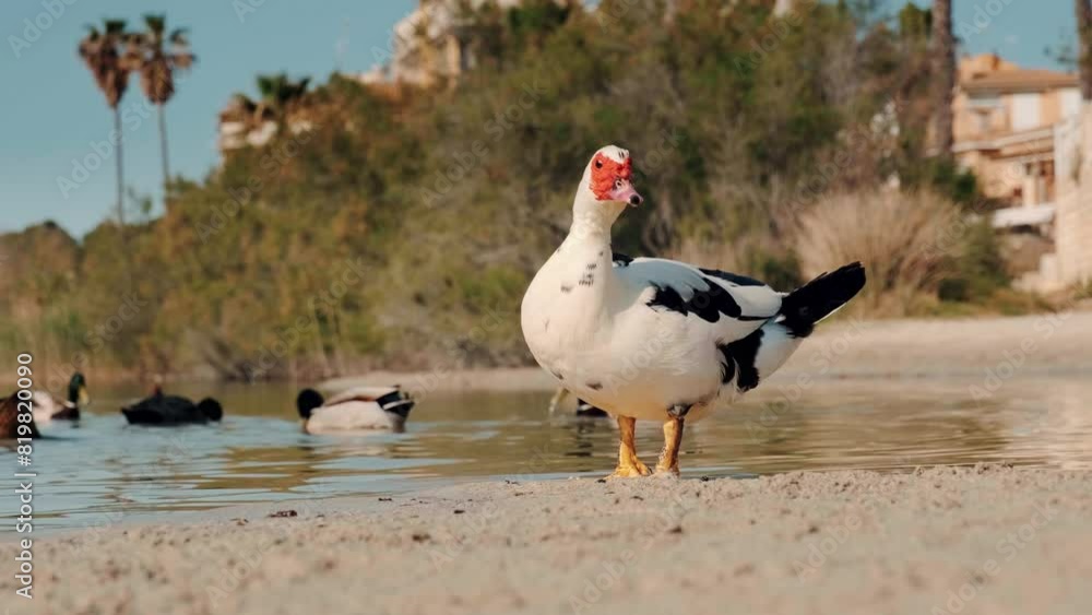 Diverse ducks by the waterside in real time footage Diverse ducks by the waterside in real time footage