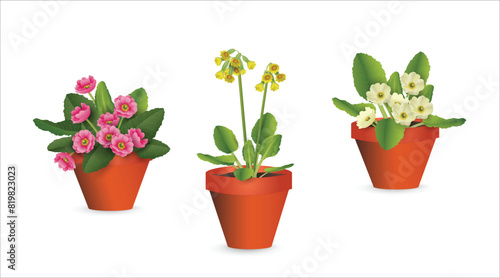 Blooming primrose in plastic pots set isolated on white background. Realistic colorful vector drawing indoor plants close-up collection for flower shop advertising, room design, sale banner, icon.
