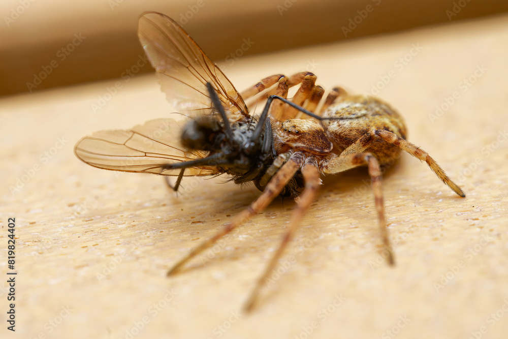 Eating a large fly. Huntsman spider close-up, eyes of a brown spider. Philodromidae, also known as philodromid crab spiders. Eating a large fly. Huntsman spider close-up, eyes of a brown spider. Philodromidae, also known as philodromid crab spiders.
