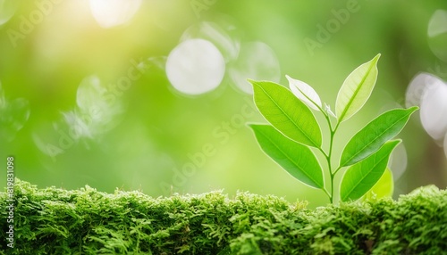 beautiful nature view green leaf on blurred greenery background under sunlight with bokeh and copy space using as background natural plants landscape ecology wallpaper concept