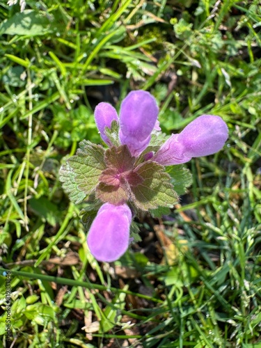 purple orchid flower