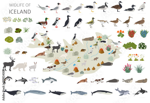 Flat design of Iceland wildlife. Animals, birds and plants constructor elements isolated on white set. North Atlantic nature