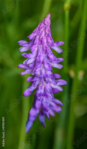violet flower of tufted vetch (also cow, blue, bird, or boreal) (Vicia cracca) photo