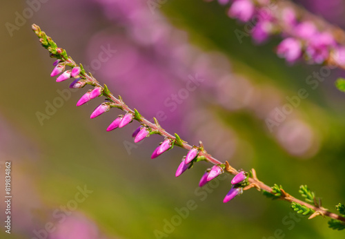 Slika na platnu pink flowers of common heather aka ling (Calluna vulgaris)