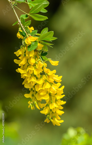 yellow inflorescence of Scotch laburnum (Laburnum alpinum) aka Scottish or alpine laburnum