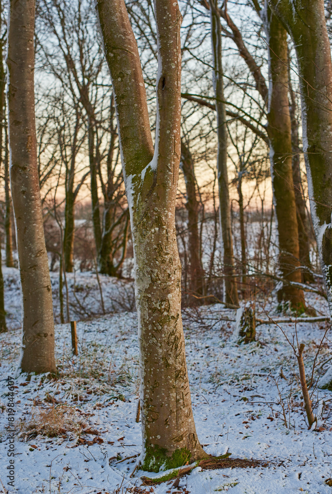 Fototapeta premium Forest, winter and sunrise in Norway with ice, cold and frost on ground and landscape. Snow, woods and morning in countryside for aesthetic, calm or serenity in nature for growth, renewal and scenery