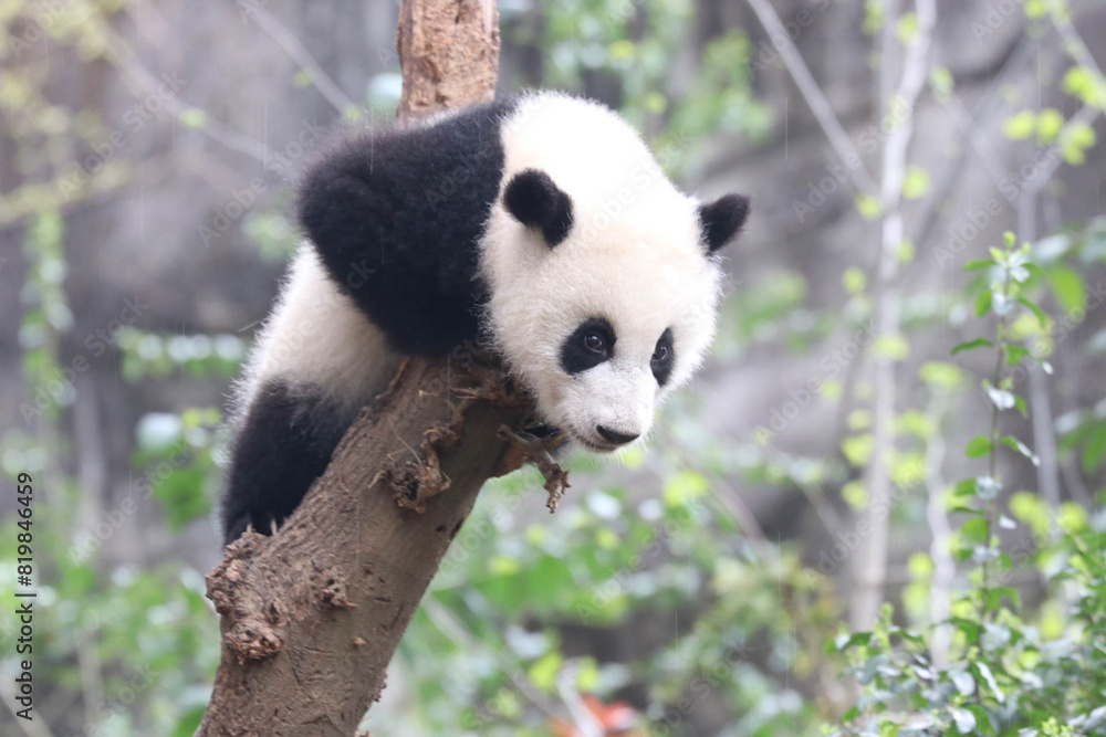 Obraz premium Close up Happy Giant Panda, Chengdu, China